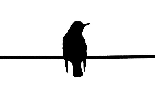 bird-on-the-wire.jpg